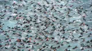 2013 Ironman Nice  Official Start  Thousands of swimmers amazing [upl. by Nomrac]