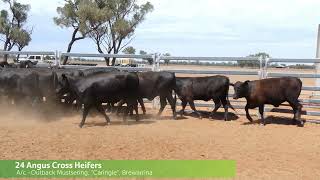 24 Angus Cross Heifers Ac Outback Mustering quotCaringlequot Brewarrina [upl. by Waylon]