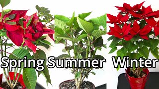 Poinsettia Care Throughout The Year [upl. by Tegdig]