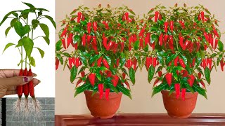 Best Technique For Growing Peppers Tree with chicken egg and Aloe Vera [upl. by Ardeha44]