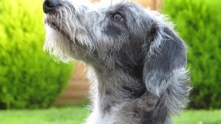 Winston  Lurcher Puppy  Residential Dog Training at Adolescent Dogs [upl. by Dnarb516]