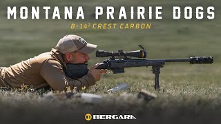 B14 Squared Crest Carbon  Montana Prairie Dog Control [upl. by Bengt]