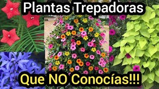 9 Plantas Enredaderas que no conocías [upl. by Navinod247]