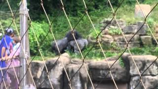 Gorilla fight st louis zoo [upl. by Fina4]