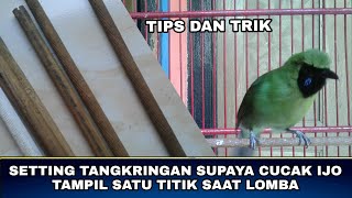 Setting Tangkringan Supaya Cucak Hijau Tampil Satu Titik Saat Lomba [upl. by Worrell]