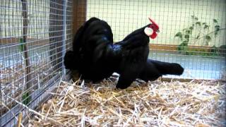 Zwerghuhnrasse Bantam  Bilderfolge und Video [upl. by Birgitta]