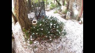 Potted Trachycarpus wagnerianus Palms in a subzero Deep freeze [upl. by Nahor]