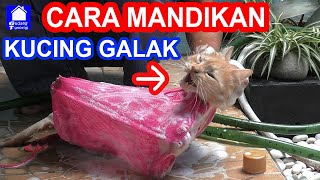 CARA MEMANDIKAN KUCING GALAK AGRESIF BERKUTU SENDIRIAN [upl. by Pren]