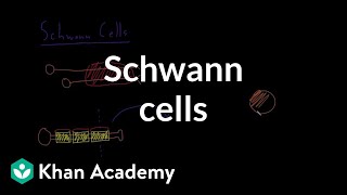 Schwann cells  Nervous system physiology  NCLEXRN  Khan Academy [upl. by Paapanen]