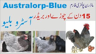 Our Australorp Blue Chicks amp Breeder [upl. by Yliab285]