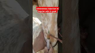 Intravenous injection in jugular vein in goat vet livestock goatfarm animals trending shorts [upl. by Saraiya]