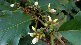 Solanum chrysotrichum senza spine [upl. by Latashia151]