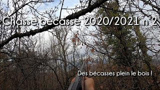 Chasse Bécasse 20202021 Des bécasses plein le bois  2 [upl. by Acinorahs]