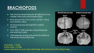 Brachiopods  Evolutionary Trend in Brachiopoda  Invertebrate Paleontology [upl. by Eaned574]