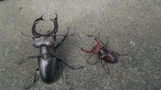 Lucanus species  Stag Beetle  Hirschkäfer  Miyama Kuwagata [upl. by Cone]