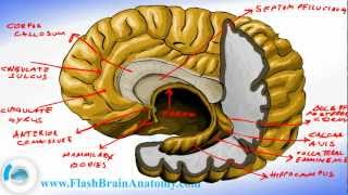 Brain Anatomy  Brain Fornix and Ventricle Anatomy [upl. by Belen184]