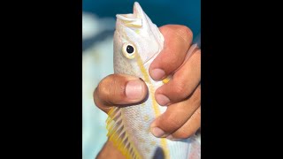 Yellowtail Snapper Fishing Miami  NO CHUM [upl. by Bashemath27]