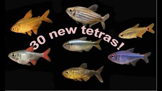 New Tetra Guide  30 New Tetras  Hyphessobrycon and Moenkhausia from Brazil  Part 1 of 4 [upl. by Gridley]