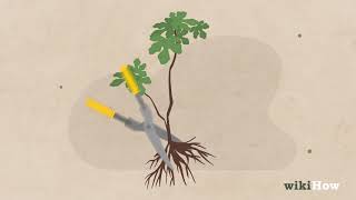 How to Start A Bonsai Tree [upl. by Dina113]