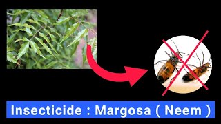 Insecticide Margosa  Neem   General Agriculture [upl. by Rosmarin]