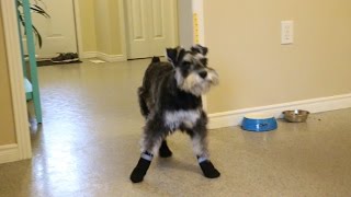 Puppy Tries On Booties For Dogs For The First Time [upl. by Ylek62]