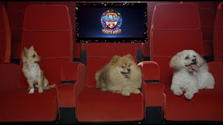 Dogs react to the PAW Patrol The Mighty Movie trailer [upl. by Llerrehc]