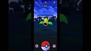 Catch Weepinbell in Pokémon GO Shorts Weepinbell PokémonGOGameplay [upl. by Maurilla287]