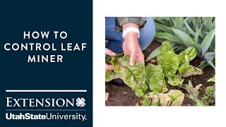 How to Control Leaf Miner [upl. by Pepi272]