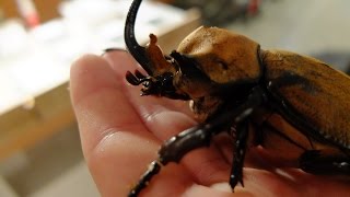 Megasoma elephas elephas  Rhinoceros Beetle  Nashornkäfer [upl. by Malamud]