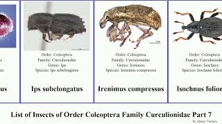 List of Insects of Order Coleoptera Family Curculionidae Part 7 hypera ips larinus augustus weevil [upl. by Yvonne45]