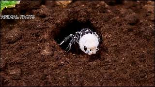 quotThe Adorably Tough Panda Ant Natures Tiny Powerhousequot [upl. by Damaris]