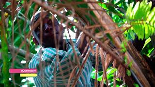 Producing Palm Wine at the Queendom  LIBERIA 2021  HelenasQueendom [upl. by Eahc]