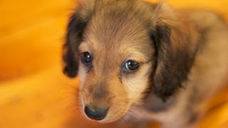 Mini Dachshund Puppy  8 weeks [upl. by Samau]