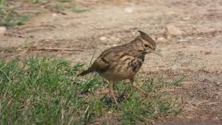 Crested Lark Cappellaccia Galerida cristata apuliae [upl. by Lonergan]