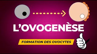 Lovogenèse  formation des ovocytes [upl. by Adda189]