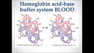 Mechanism of action of Hemoglobin buffering system [upl. by Khalin]