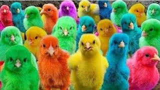 Wadidau   Proses tangkap ayam warna Warni Funny Animals video 2024 [upl. by Charbonnier675]