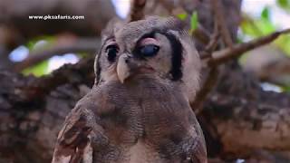 Hungry Verreauxs Eagleowl juvenile Budo lacteus calls its parents for food [upl. by Woolcott]