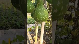 Spectacular bottle gourd bottlegourd gourd calabashgourd [upl. by Cressida726]