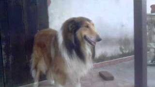 Il mio pastore scozzese Collie il mio migliore amico [upl. by Atilehs181]