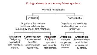 Growth Curve Ecological associations between microorganismsمنحني النموالعلاقات بين الكائنات وبعضها [upl. by Ilat]