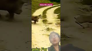 Very rare scene of world wild animal kingdom short feed viral video nature lion deer wildlifelovers [upl. by Noryv]