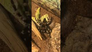 Tarantula molting timelapse [upl. by Nisior]