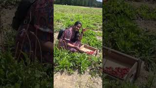 Strawberry Picking 🍓😋 geethavlogs teluguvlogsfromusa [upl. by Iaj]