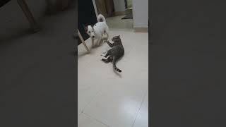 Jack simba ki Masti cute funny viral video sorts ❤️ [upl. by Giffy]