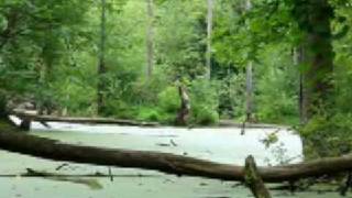 Trails at Chippewa Nature Center in Midland Michigan [upl. by Mccurdy]