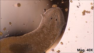 Planaria moving and feeding under the microscope [upl. by Alrrats]