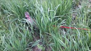 Ferret kangaroo high grass hopping [upl. by Mei]