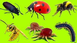 Learn Insects  Learn Names and Sounds of Insects for Kids in English 2 [upl. by Korney640]