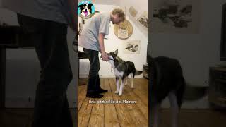 Maulkorb Training mit Hund [upl. by Jehiel]